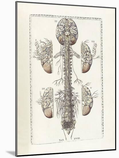 The Science of Human Anatomy by Bartholomeo Eustachi-Stocktrek Images-Mounted Art Print