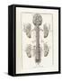 The Science of Human Anatomy by Bartholomeo Eustachi-Stocktrek Images-Framed Stretched Canvas