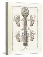 The Science of Human Anatomy by Bartholomeo Eustachi-Stocktrek Images-Stretched Canvas