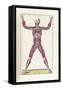 The Science of Human Anatomy by Bartholomeo Eustachi-Stocktrek Images-Framed Stretched Canvas