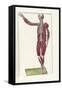 The Science of Human Anatomy by Bartholomeo Eustachi-Stocktrek Images-Framed Stretched Canvas