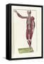 The Science of Human Anatomy by Bartholomeo Eustachi-Stocktrek Images-Framed Stretched Canvas