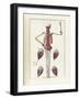 The Science of Human Anatomy by Bartholomeo Eustachi-Stocktrek Images-Framed Art Print