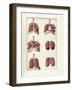 The Science of Human Anatomy by Bartholomeo Eustachi-Stocktrek Images-Framed Art Print