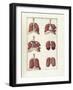 The Science of Human Anatomy by Bartholomeo Eustachi-Stocktrek Images-Framed Art Print