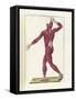 The Science of Human Anatomy by Bartholomeo Eustachi-Stocktrek Images-Framed Stretched Canvas