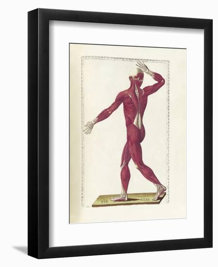 The Science of Human Anatomy by Bartholomeo Eustachi-Stocktrek Images-Framed Art Print