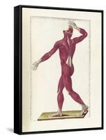 The Science of Human Anatomy by Bartholomeo Eustachi-Stocktrek Images-Framed Stretched Canvas