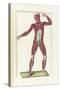 The Science of Human Anatomy by Bartholomeo Eustachi-Stocktrek Images-Stretched Canvas