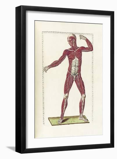 The Science of Human Anatomy by Bartholomeo Eustachi-Stocktrek Images-Framed Art Print