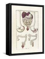 The Science of Human Anatomy by Bartholomeo Eustachi-Stocktrek Images-Framed Stretched Canvas