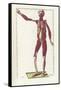 The Science of Human Anatomy by Bartholomeo Eustachi-Stocktrek Images-Framed Stretched Canvas