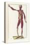 The Science of Human Anatomy by Bartholomeo Eustachi-Stocktrek Images-Stretched Canvas