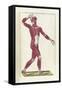 The Science of Human Anatomy by Bartholomeo Eustachi-Stocktrek Images-Framed Stretched Canvas