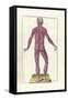 The Science of Human Anatomy by Bartholomeo Eustachi-Stocktrek Images-Framed Stretched Canvas