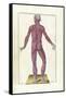 The Science of Human Anatomy by Bartholomeo Eustachi-Stocktrek Images-Framed Stretched Canvas