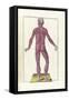 The Science of Human Anatomy by Bartholomeo Eustachi-Stocktrek Images-Framed Stretched Canvas