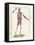 The Science of Human Anatomy by Bartholomeo Eustachi-Stocktrek Images-Framed Stretched Canvas