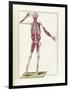 The Science of Human Anatomy by Bartholomeo Eustachi-Stocktrek Images-Framed Art Print