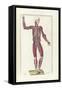 The Science of Human Anatomy by Bartholomeo Eustachi-Stocktrek Images-Framed Stretched Canvas