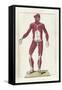 The Science of Human Anatomy by Bartholomeo Eustachi-Stocktrek Images-Framed Stretched Canvas