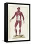 The Science of Human Anatomy by Bartholomeo Eustachi-Stocktrek Images-Framed Stretched Canvas