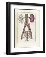 The Science of Human Anatomy by Bartholomeo Eustachi-Stocktrek Images-Framed Art Print