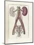 The Science of Human Anatomy by Bartholomeo Eustachi-Stocktrek Images-Mounted Art Print