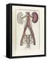 The Science of Human Anatomy by Bartholomeo Eustachi-Stocktrek Images-Framed Stretched Canvas