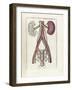 The Science of Human Anatomy by Bartholomeo Eustachi-Stocktrek Images-Framed Art Print