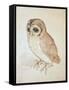 The Screech Owl-Albrecht Dürer-Framed Stretched Canvas