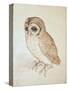 The Screech Owl-Albrecht Dürer-Stretched Canvas