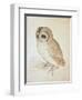 The Screech Owl-Albrecht Dürer-Framed Giclee Print