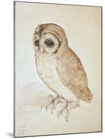 The Screech Owl-Albrecht Dürer-Mounted Giclee Print