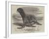 The Sea-Bear at Cremorne Gardens-Thomas W. Wood-Framed Giclee Print