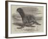 The Sea-Bear at Cremorne Gardens-Thomas W. Wood-Framed Giclee Print