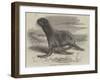 The Sea-Bear at Cremorne Gardens-Thomas W. Wood-Framed Giclee Print