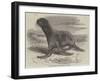 The Sea-Bear at Cremorne Gardens-Thomas W. Wood-Framed Giclee Print