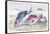 The Sea Bream and the Axillary Bream-Robert Hamilton-Framed Stretched Canvas