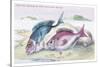 The Sea Bream and the Axillary Bream-Robert Hamilton-Stretched Canvas