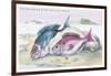 The Sea Bream and the Axillary Bream-Robert Hamilton-Framed Art Print