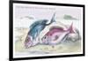 The Sea Bream and the Axillary Bream-Robert Hamilton-Framed Art Print