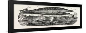 The Sea-Leopard, Sea Leopard-null-Framed Giclee Print