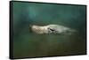 The Sea Lion Emerges-Jai Johnson-Framed Stretched Canvas