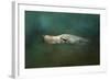 The Sea Lion Emerges-Jai Johnson-Framed Giclee Print