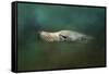 The Sea Lion Emerges-Jai Johnson-Framed Stretched Canvas