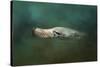 The Sea Lion Emerges-Jai Johnson-Stretched Canvas