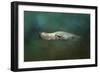 The Sea Lion Emerges-Jai Johnson-Framed Giclee Print