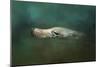 The Sea Lion Emerges-Jai Johnson-Mounted Giclee Print