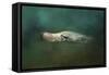 The Sea Lion Emerges-Jai Johnson-Framed Stretched Canvas